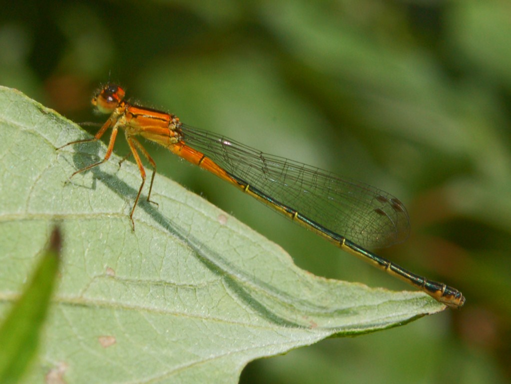 Odonata venuti da molto lontano